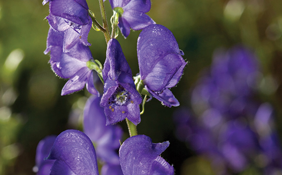 Aconitum