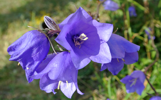 Campanula