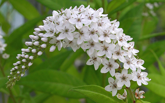 Lysemachia