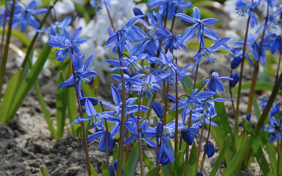 Scilla