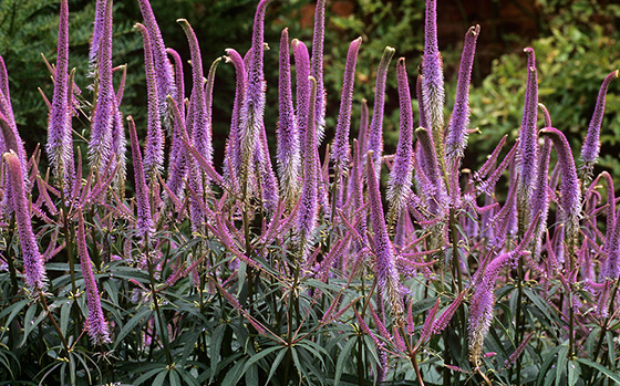 uitheemskerk_0000_veronicastrum