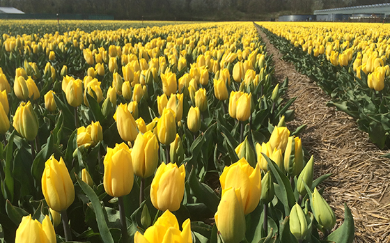 uitheemskerk_0001_Tulpen