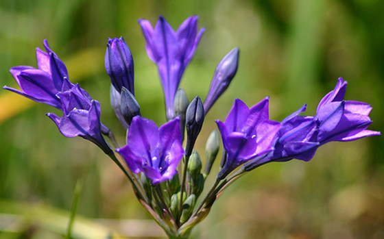 uitheemskerk_0002_triteleia