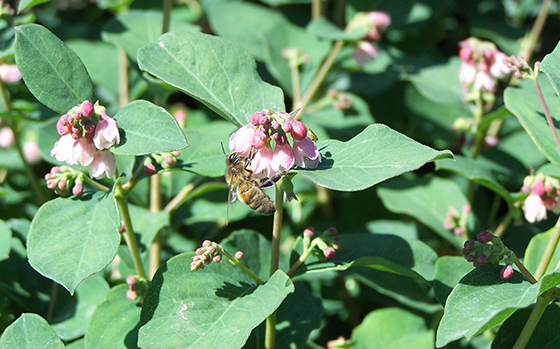 uitheemskerk_0004_Symphoricarpos