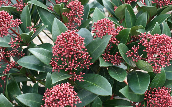 uitheemskerk_0005_Skimmia