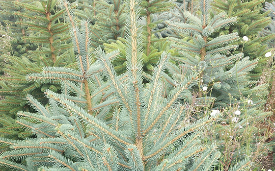 uitheemskerk_0009_Picea