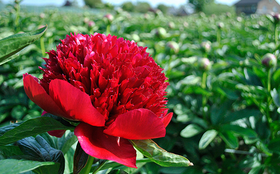 uitheemskerk_0012_Paeonia