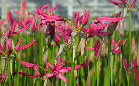 uitheemskerk_0016_Nerine