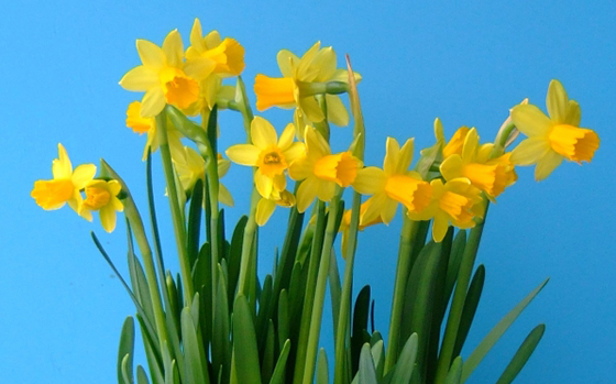 uitheemskerk_0017_Narcis op pot