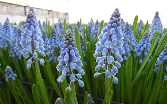 uitheemskerk_0018_Muscari