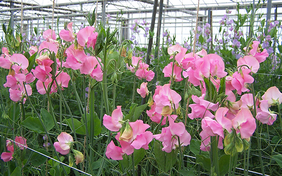 uitheemskerk_0021_Lathyrus