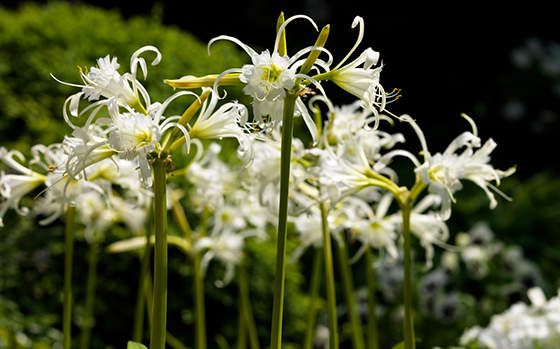 uitheemskerk_0025_hymenocallis