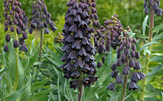 uitheemskerk_0028_Fritillaria