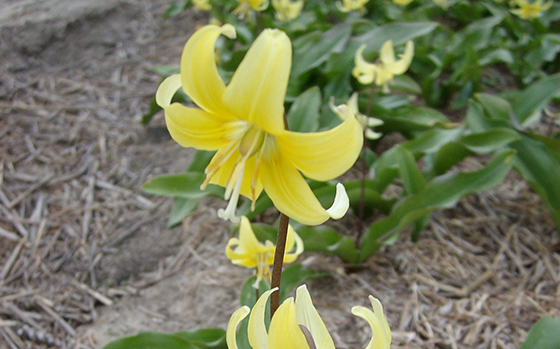 uitheemskerk_0029_Erythronium