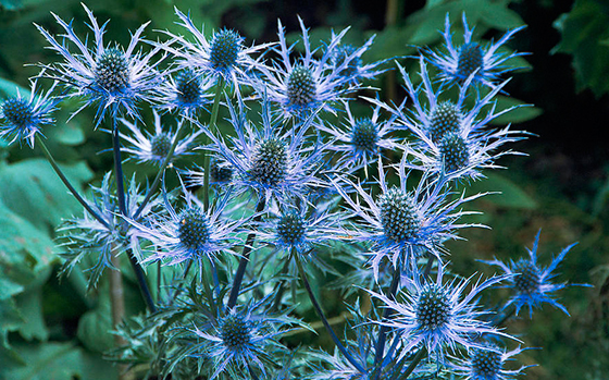 uitheemskerk_0030_Eryngium