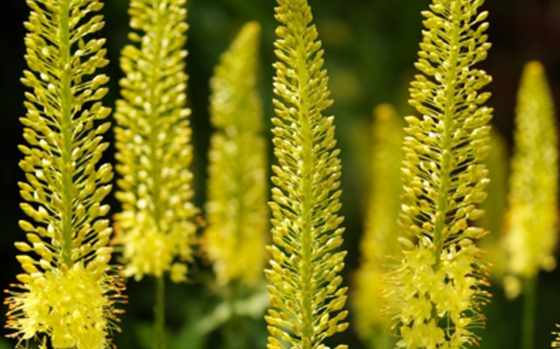 uitheemskerk_0031_Eremurus