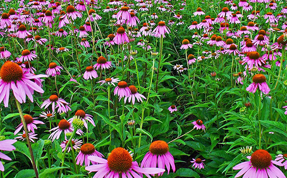 uitheemskerk_0032_Echinacea