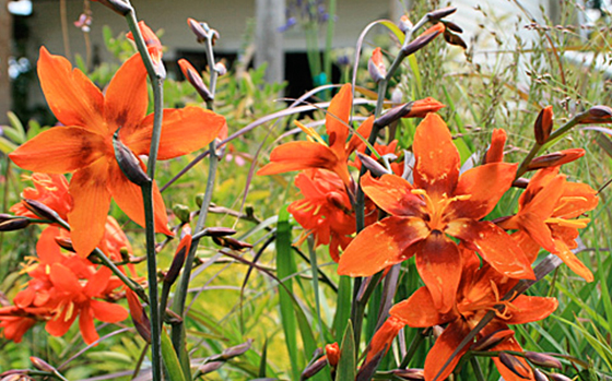 uitheemskerk_0034_Crocosmia