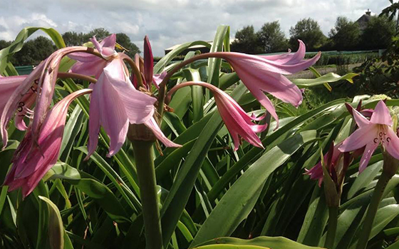 uitheemskerk_0035_Crinum