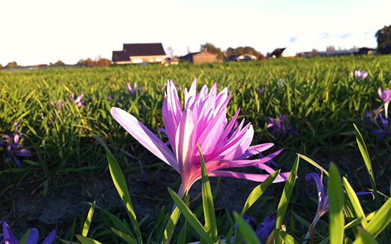 uitheemskerk_0037_Colchicum