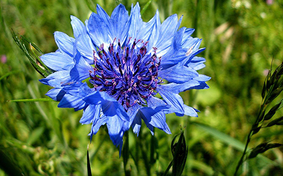 uitheemskerk_0038_Centaurea