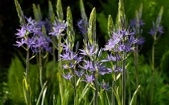 uitheemskerk_0040_camassia