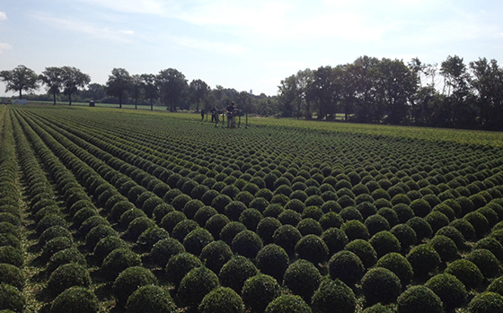 uitheemskerk_0041_Buxus