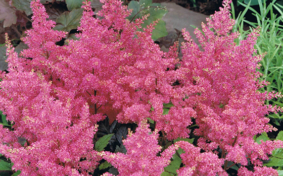 uitheemskerk_0045_Astilbe