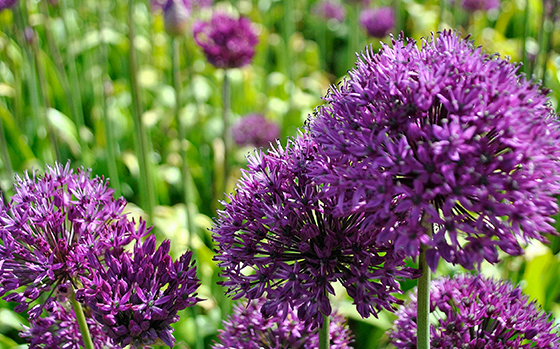 uitheemskerk_0048_Allium