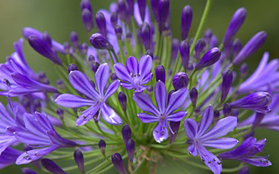 uitheemskerk_0049_Agapanthus